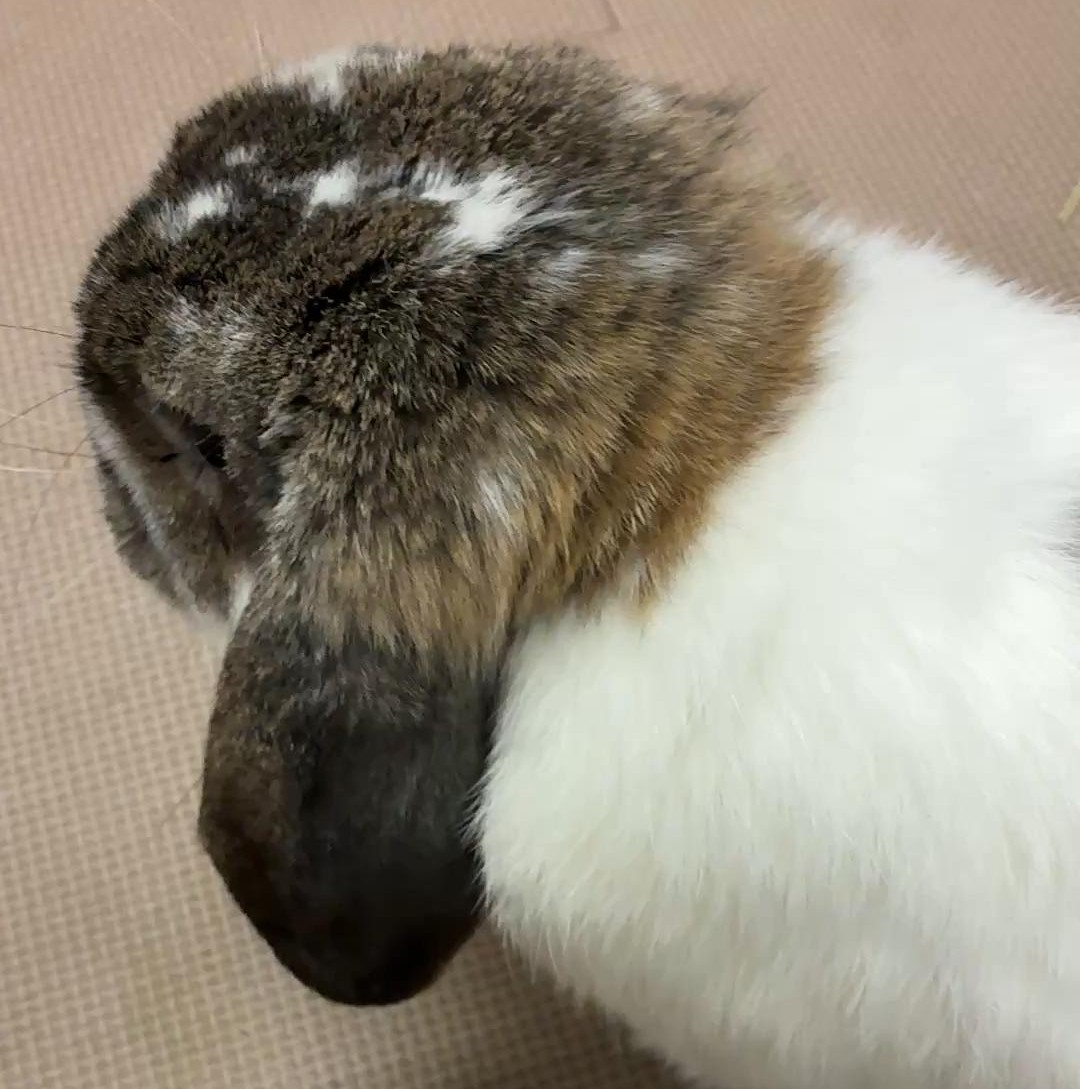 牧草を食べないうさぎ