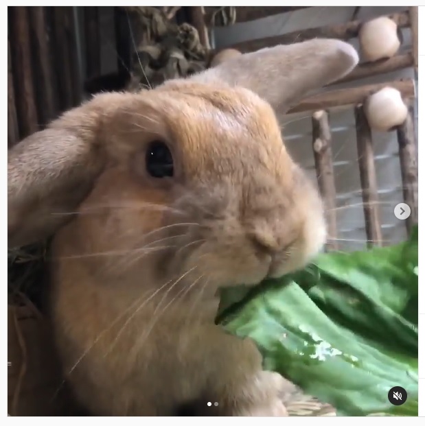 うさぎ畑,ユーザーフォト