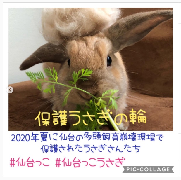 うさぎ畑,ユーザーフォト