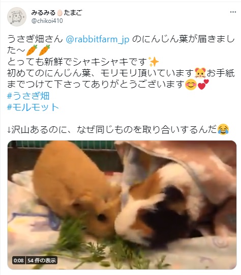 うさぎ畑,ユーザーフォト,Twitter