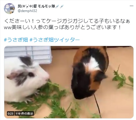 うさぎ畑,ユーザーフォト,Twitter