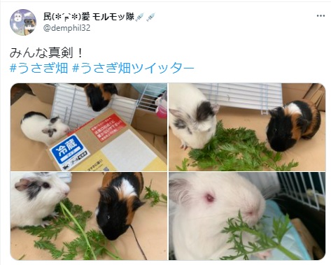 うさぎ畑,ユーザーフォト,Twitter