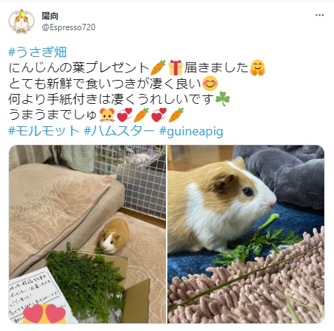 うさぎ畑,ユーザーフォト,Twitter