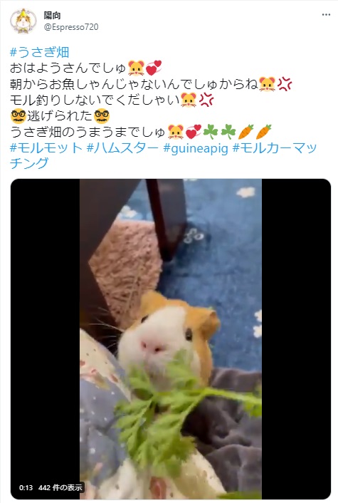 うさぎ畑,ユーザーフォト,Twitter