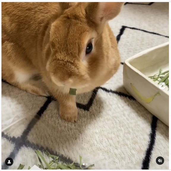 うさぎ畑,ユーザーフォト,Instagram