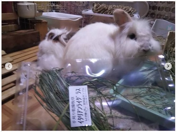 うさぎ畑,ユーザーフォト,Instagram
