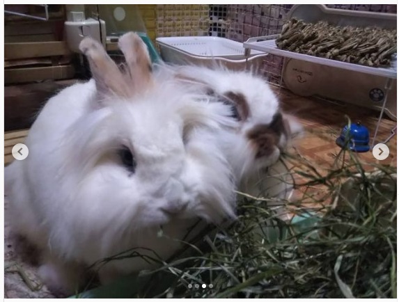 うさぎ畑,ユーザーフォト,Instagram