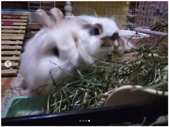 うさぎ畑,ユーザーフォト,Instagram