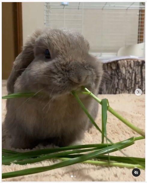 うさぎ畑,ユーザーフォト,Instagram