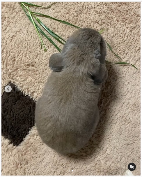 うさぎ畑,ユーザーフォト,Instagram