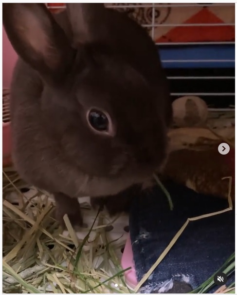 うさぎ畑,ユーザーフォト,Instagram