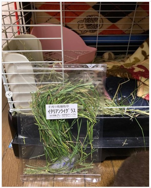 うさぎ畑,ユーザーフォト,Instagram