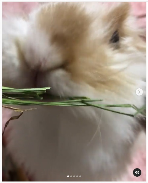 うさぎ畑,ユーザーフォト,Instagram