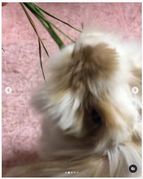 うさぎ畑,ユーザーフォト,Instagram