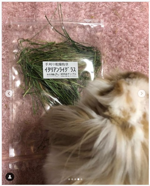うさぎ畑,ユーザーフォト,Instagram