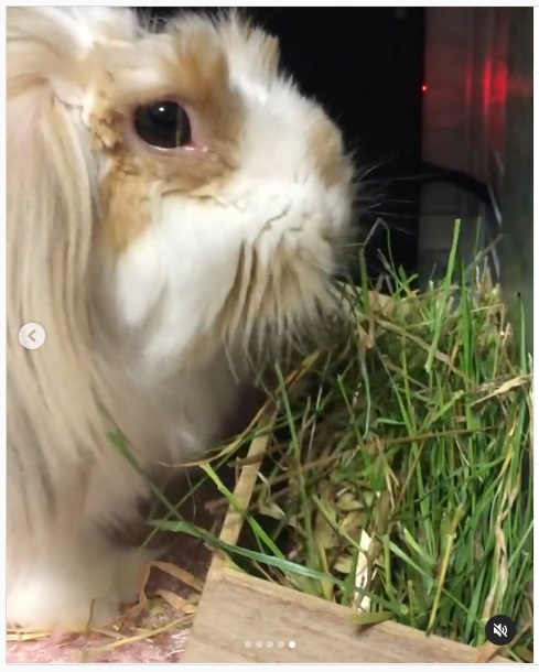 うさぎ畑,ユーザーフォト,Instagram