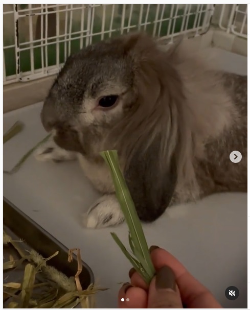 うさぎ畑,ユーザーフォト,Instagram