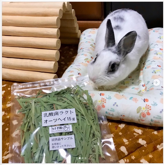 うさぎ畑,ユーザーフォト,Instagram