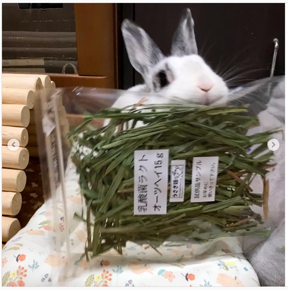 うさぎ畑,ユーザーフォト,Instagram