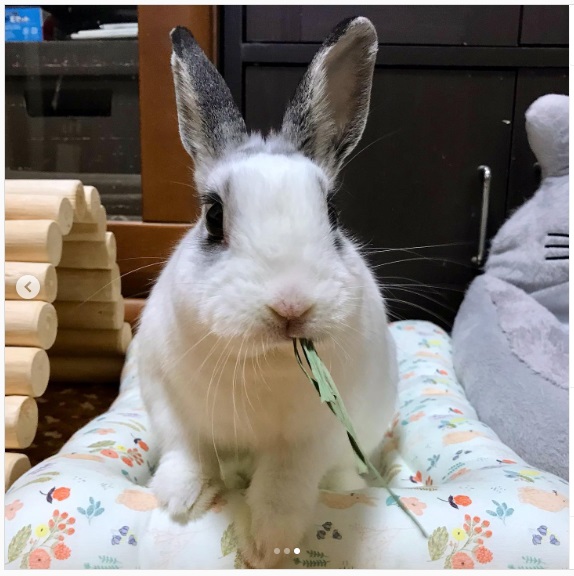 うさぎ畑,ユーザーフォト,Instagram
