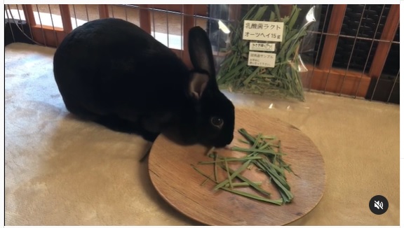 うさぎ畑,ユーザーフォト,Instagram