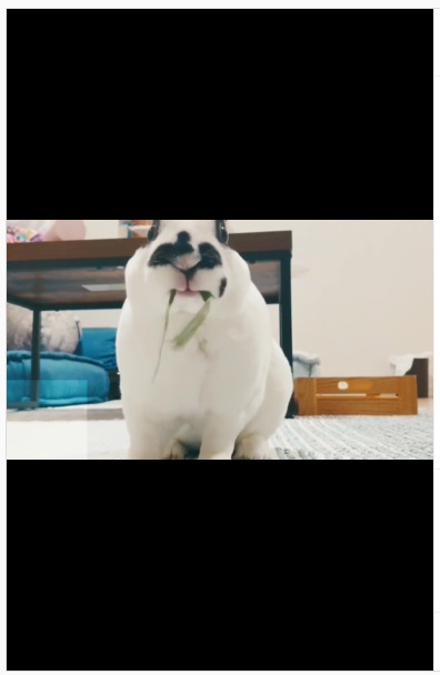 うさぎ畑,ユーザーフォト,Instagram