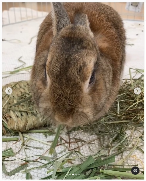 うさぎ畑,ユーザーフォト,Instagram