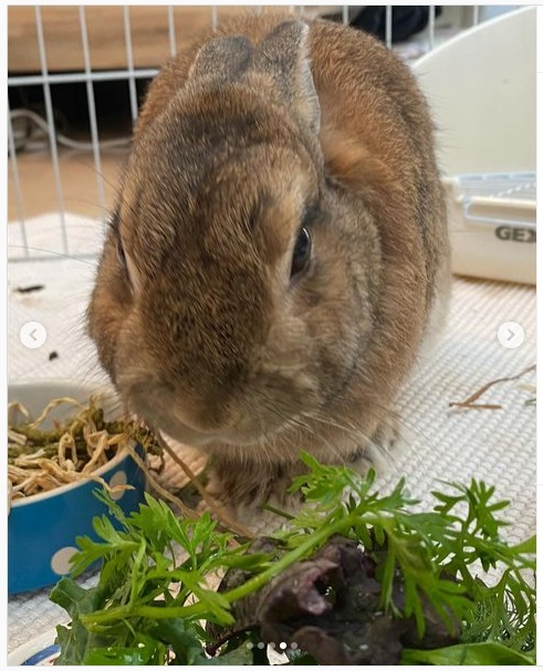 うさぎ畑,ユーザーフォト,Instagram