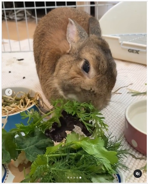 うさぎ畑,ユーザーフォト,Instagram