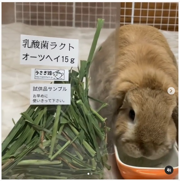 うさぎ畑,ユーザーフォト,Instagram