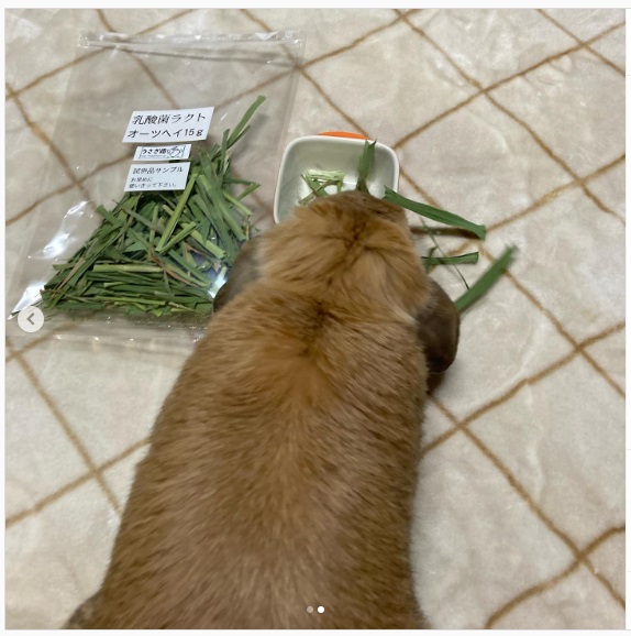 うさぎ畑,ユーザーフォト,Instagram