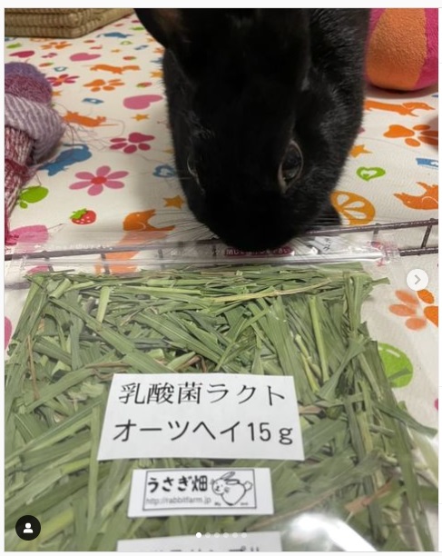 うさぎ畑,ユーザーフォト,Instagram