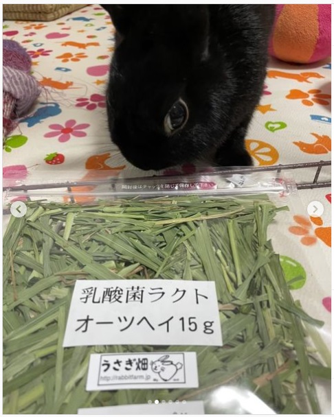 うさぎ畑,ユーザーフォト,Instagram