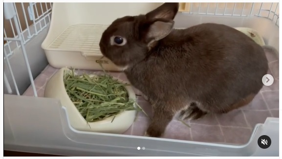 うさぎ畑,ユーザーフォト,Instagram