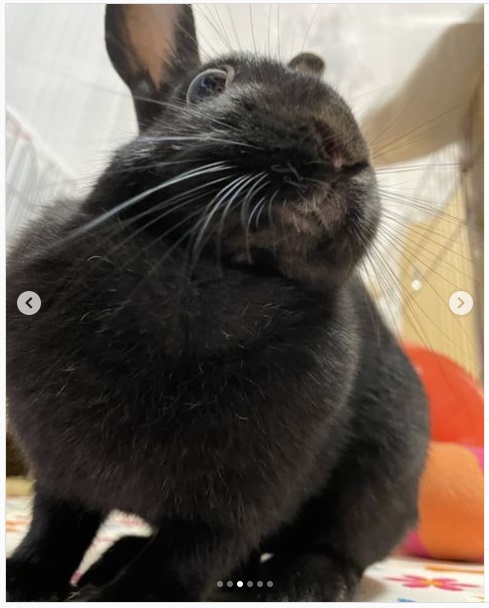 うさぎ畑,ユーザーフォト,Instagram