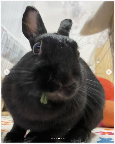 うさぎ畑,ユーザーフォト,Instagram