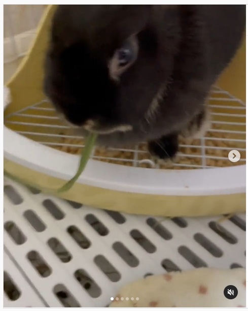 うさぎ畑,ユーザーフォト,Instagram