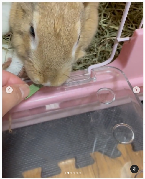 うさぎ畑,ユーザーフォト,Instagram