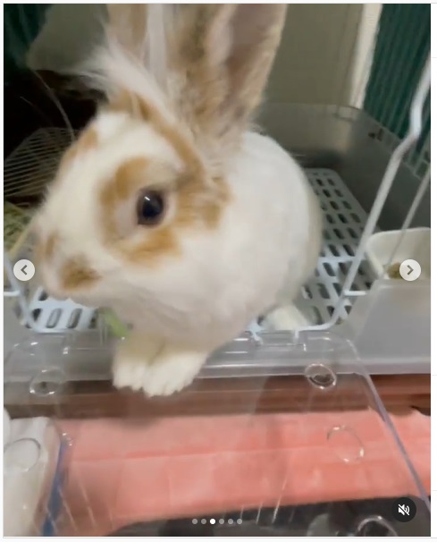 うさぎ畑,ユーザーフォト,Instagram