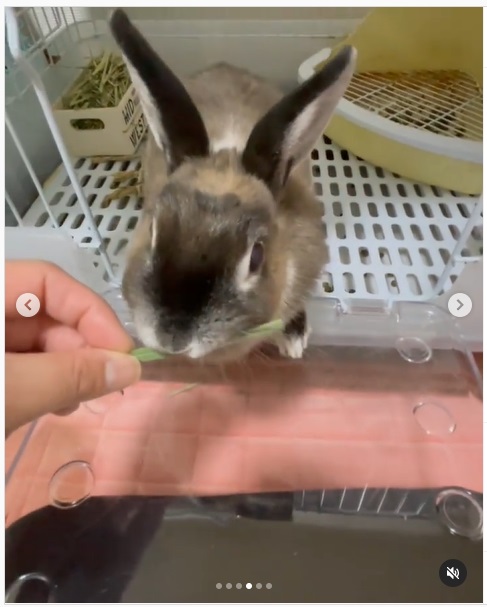うさぎ畑,ユーザーフォト,Instagram