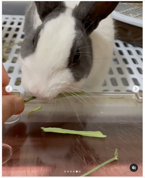 うさぎ畑,ユーザーフォト,Instagram