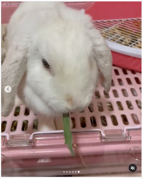 うさぎ畑,ユーザーフォト,Instagram