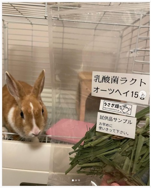 うさぎ畑,ユーザーフォト,Instagram