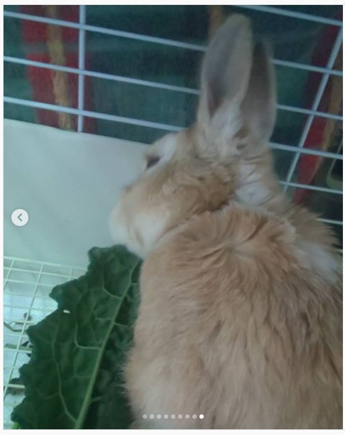うさぎ畑,ユーザーフォト,Instagram
