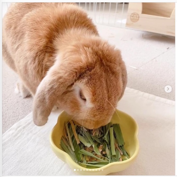 うさぎ畑,ユーザーフォト,Instagram