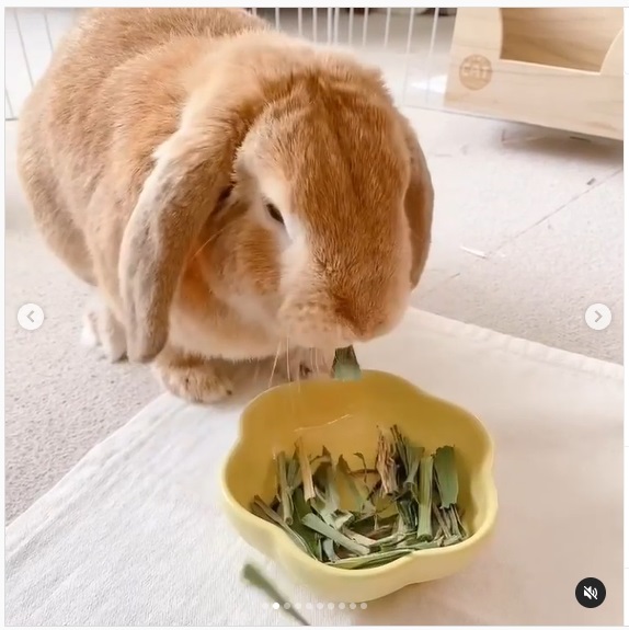 うさぎ畑,ユーザーフォト,Instagram