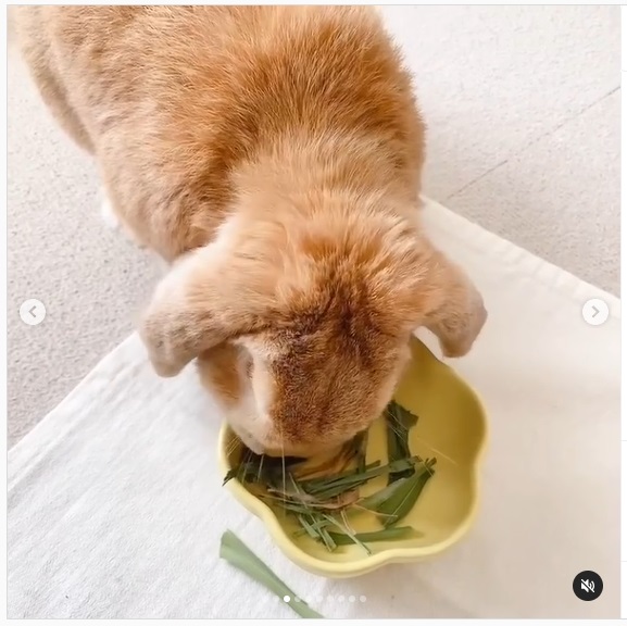 うさぎ畑,ユーザーフォト,Instagram