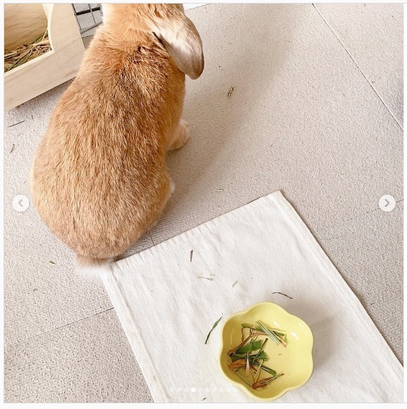 うさぎ畑,ユーザーフォト,Instagram