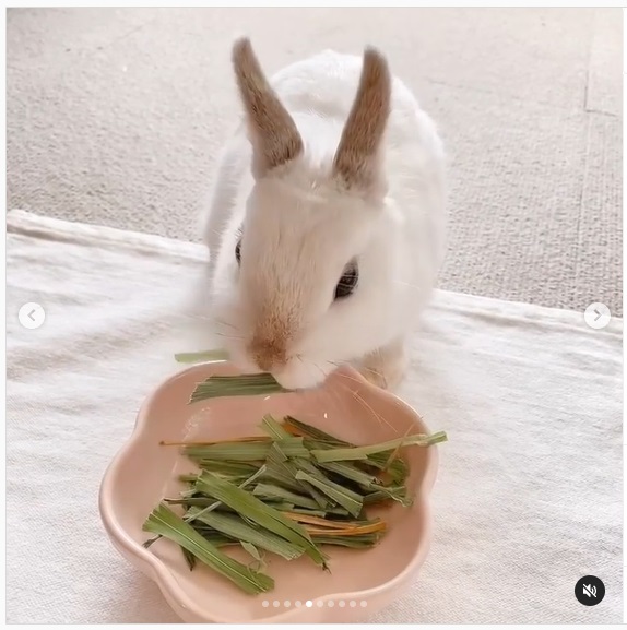 うさぎ畑,ユーザーフォト,Instagram