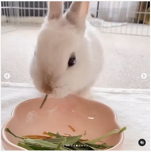 うさぎ畑,ユーザーフォト,Instagram